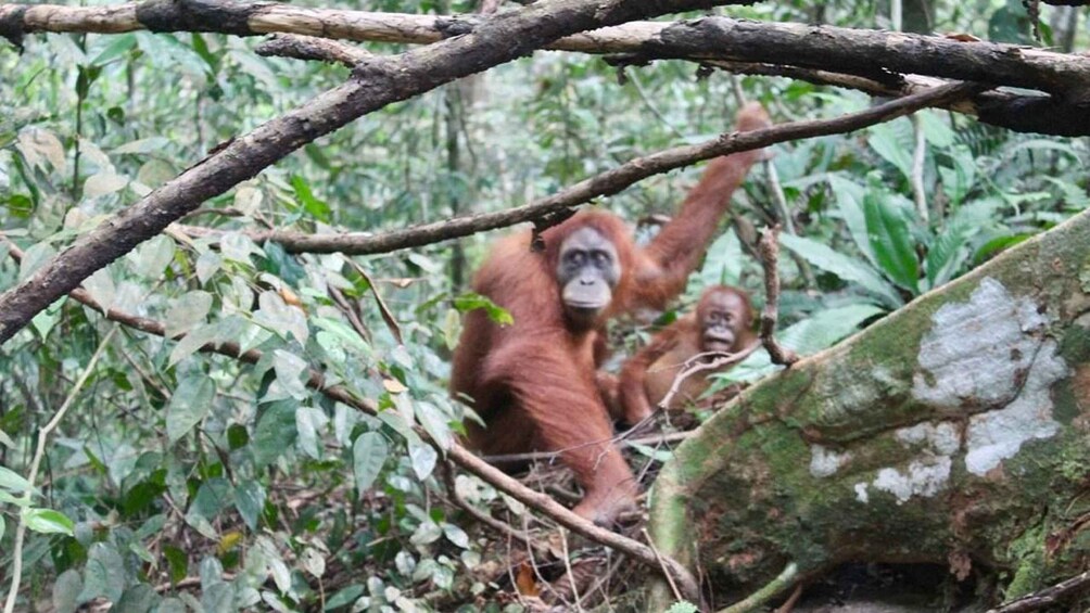 Picture 1 for Activity Medan: Bukit Lawang Orangutan Jungle Trek and Rafting 2