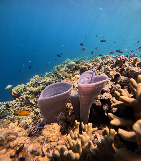 Picture 5 for Activity Snorkeling Menjangan Island Tours 5