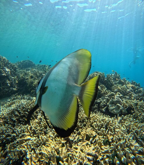 Picture 1 for Activity Snorkeling Menjangan Island Tours 4