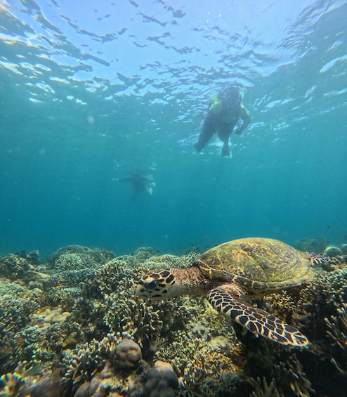 Picture 7 for Activity Snorkeling Menjangan Island Tours 1