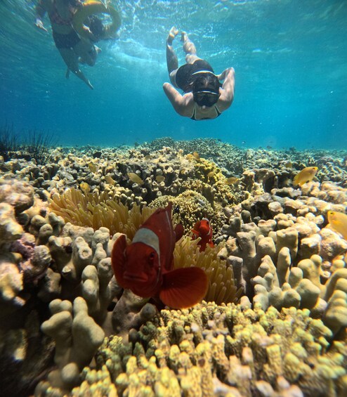 Picture 2 for Activity Snorkeling Menjangan Island Tours 3