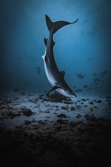 Picture 5 for Activity Fuvahmulah Explorer Package - 05 Nights stay with 09 Dives 2