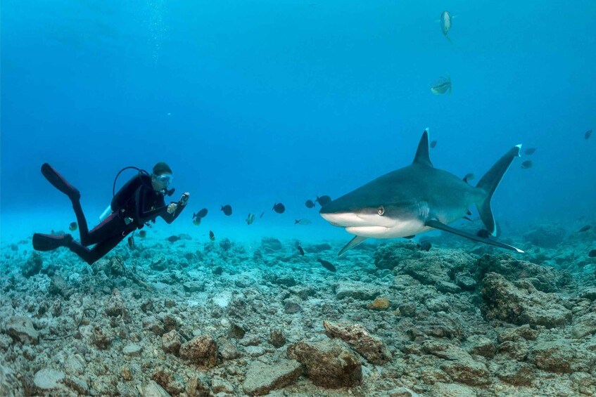 Fuvahmulah Explorer Package - 05 Nights stay with 09 Dives 1