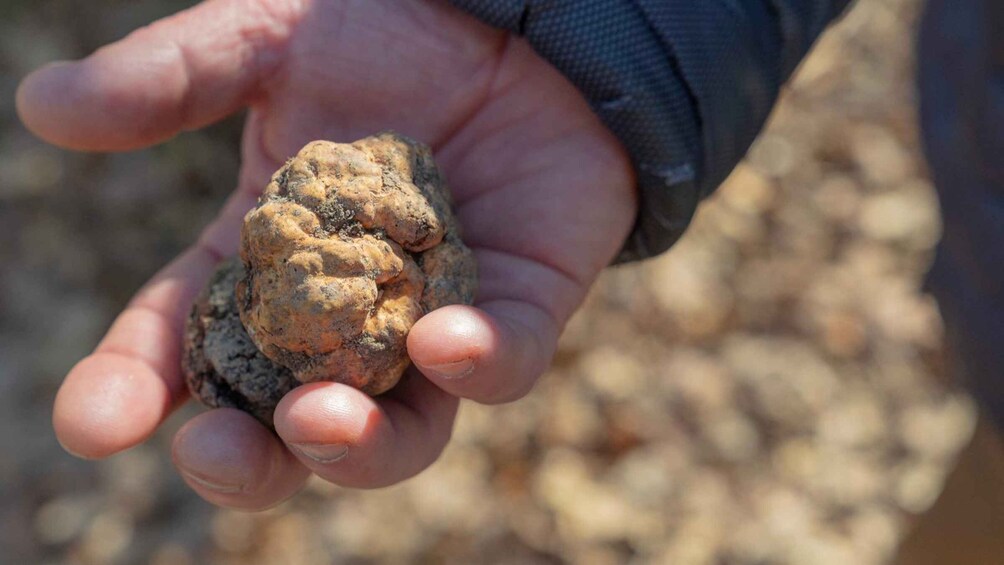 Picture 7 for Activity Arezzo: E‑Bike Adventure, Truffle Hunt & Tasting 3