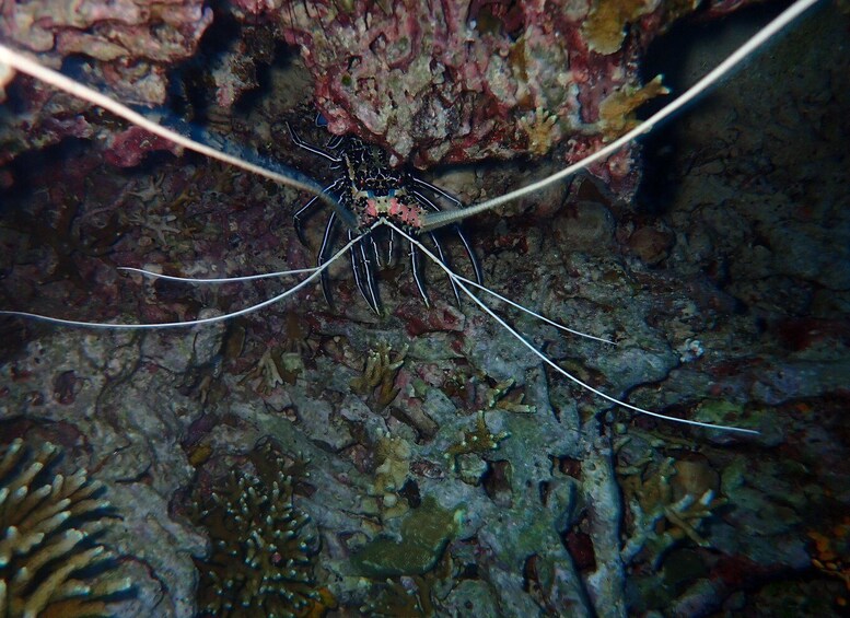 Picture 3 for Activity Pemuteran: Menjangan Island Diving Tour 2