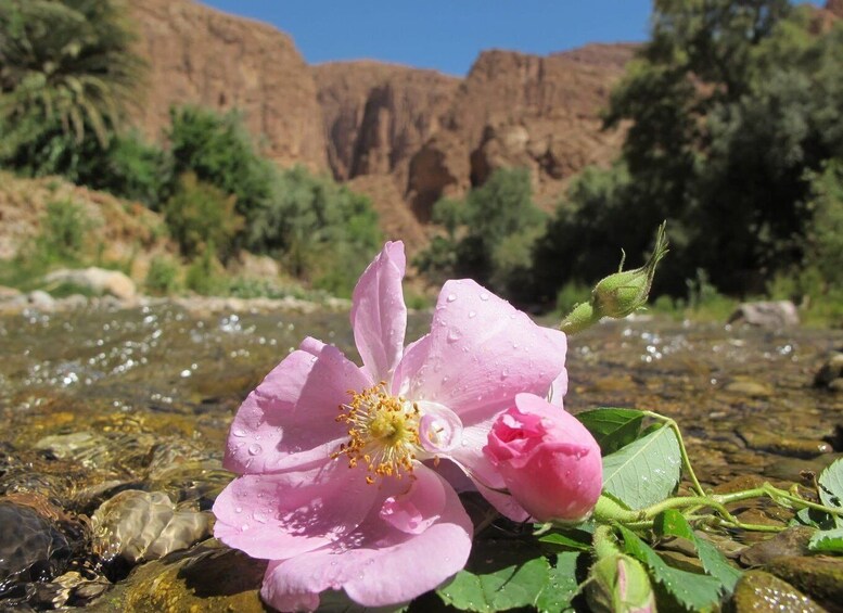 Picture 3 for Activity Tinghir: Todra Valley and Todra Gorges Guided Hike 3