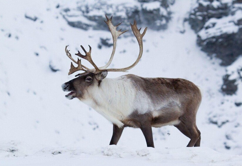 Picture 3 for Activity Inner Mongilia: 6-Day Hulunbuir Private Winter Tour 3