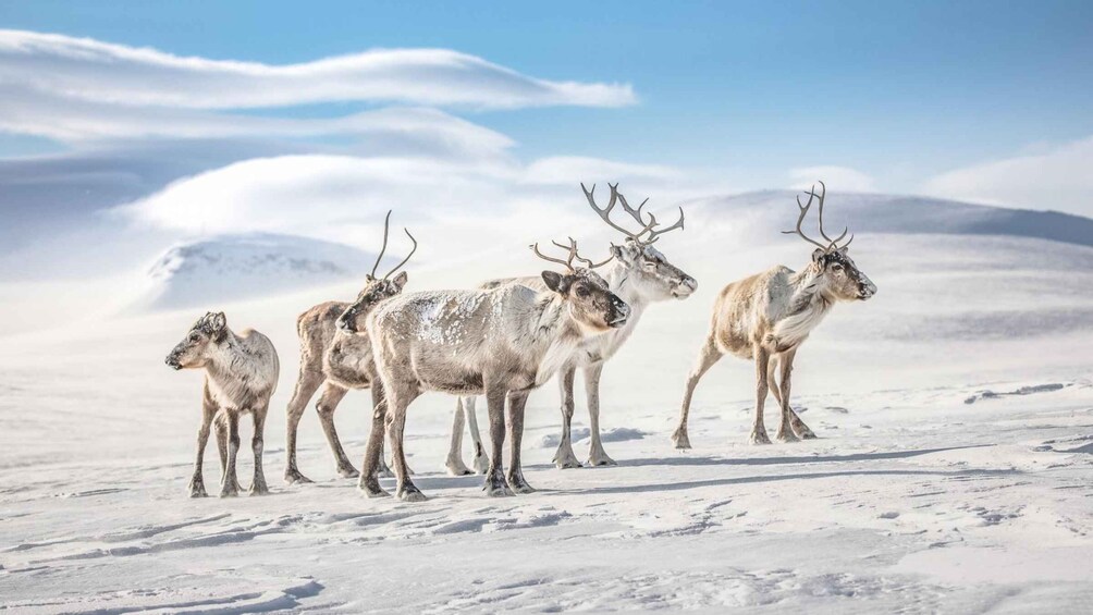 Picture 4 for Activity Inner Mongilia: 6-Day Hulunbuir Private Winter Tour 4
