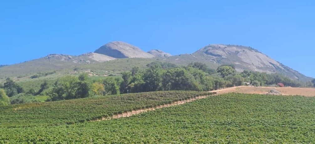 Picture 1 for Activity Paarl/ Wine and Heritage: The Story of Afrikaans 5