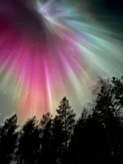Picture 6 for Activity Rovaniemi: Aurora Experience with Snack and Drink 3