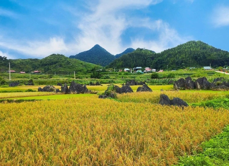 Picture 7 for Activity Son Ba Muoi & Pu Luong Culture & Trek 3 Days 2 Nights 2