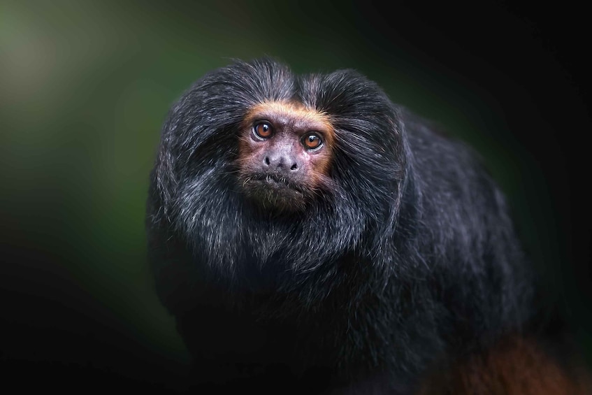 São Paulo: Endangered Black Lion Tamarin Wildlife Tour 1