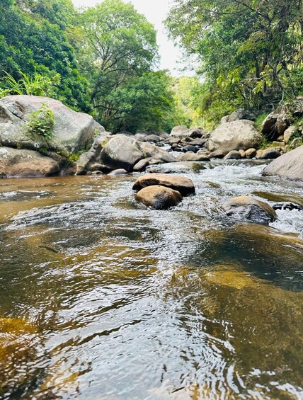A clear stream with rocks and trees in the background. 1