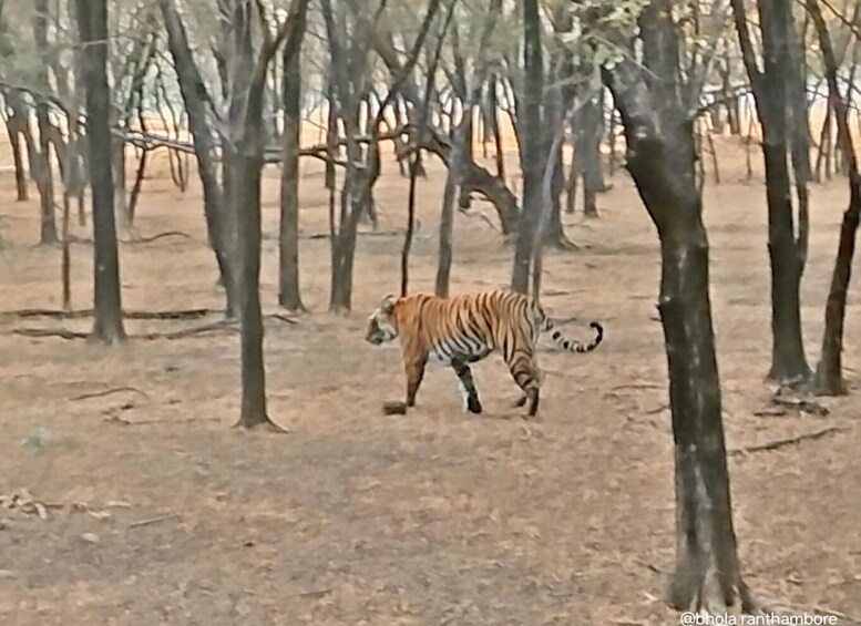 Picture 14 for Activity A 2-Day Khajuraho: Spiritual Art & Panna Safari Adventure 2