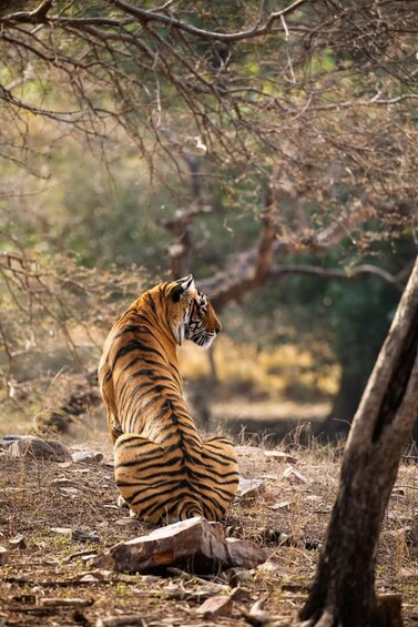Picture 11 for Activity A 2-Day Khajuraho: Spiritual Art & Panna Safari Adventure 4