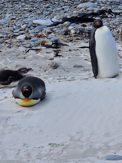 Penguins on a rocky beach. 2