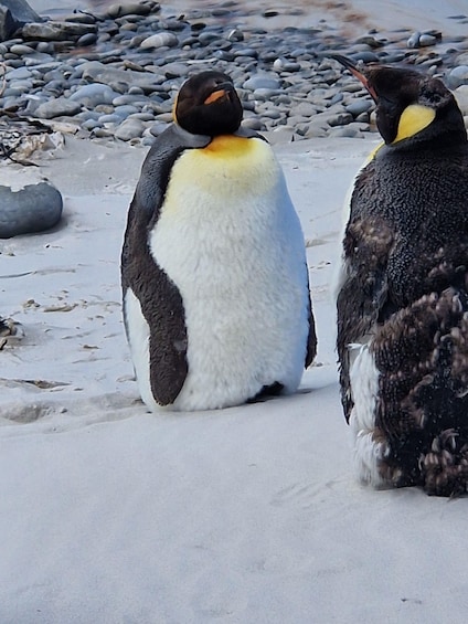 Two penguins on a rocky beach. 1