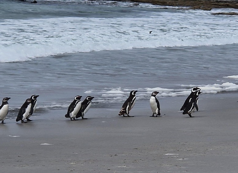 A group of penguins walking on a beach with waves in the background. 3