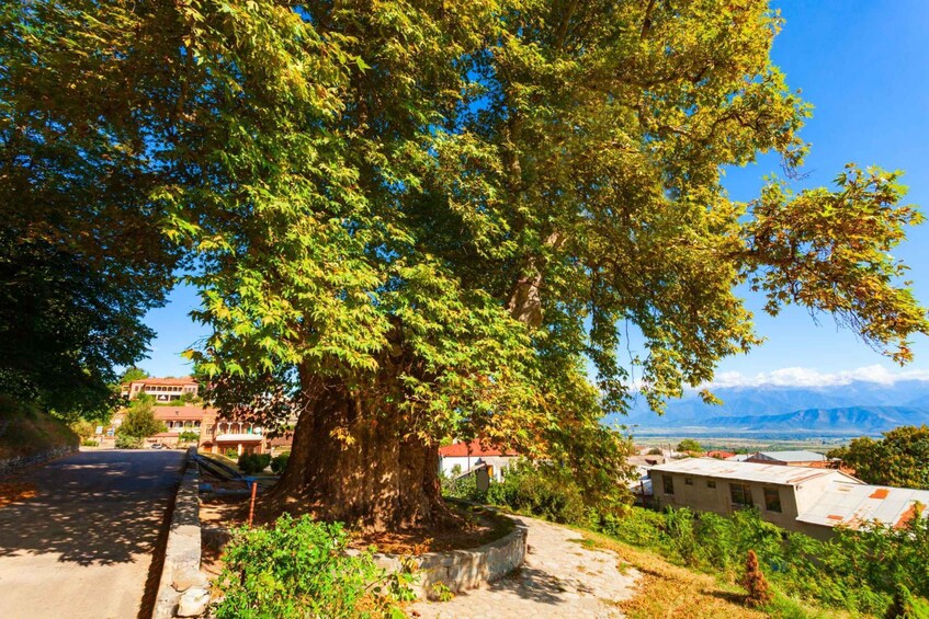 Picture 10 for Activity Kakheti Wine Tour: 7 Tastings & Sighnaghi 2