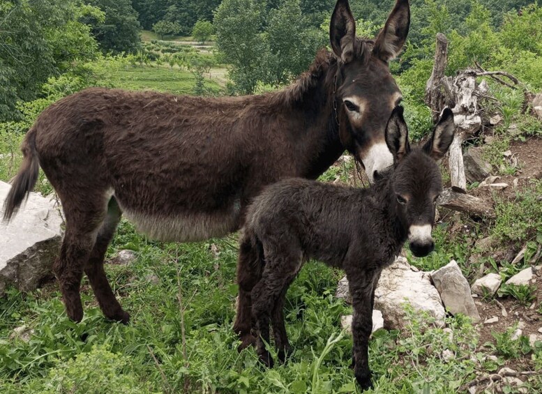 A donkey and a foal in a grassy field with trees and rocks in the background. 2