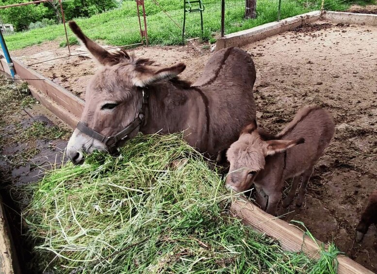 A donkey with a foal eating hay in a fenced area. 1