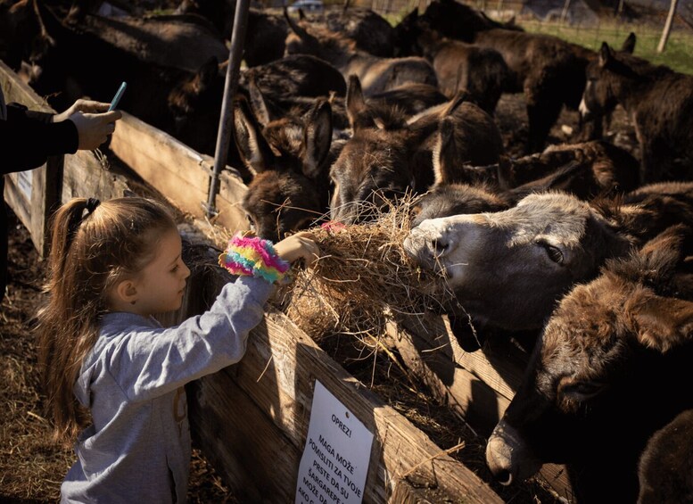 A child feeding hay to a group of cows at a farm. 3