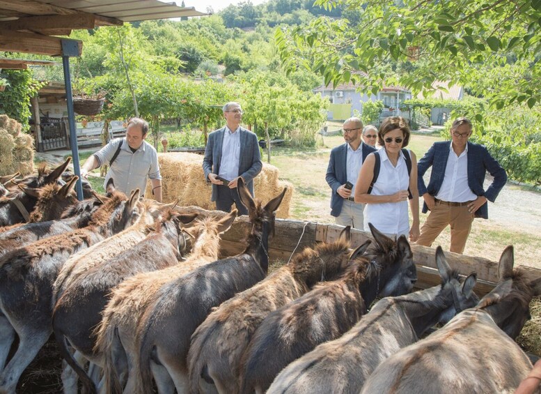 A group of people observing donkeys in a rural setting with greenery and buildings in the background. 4