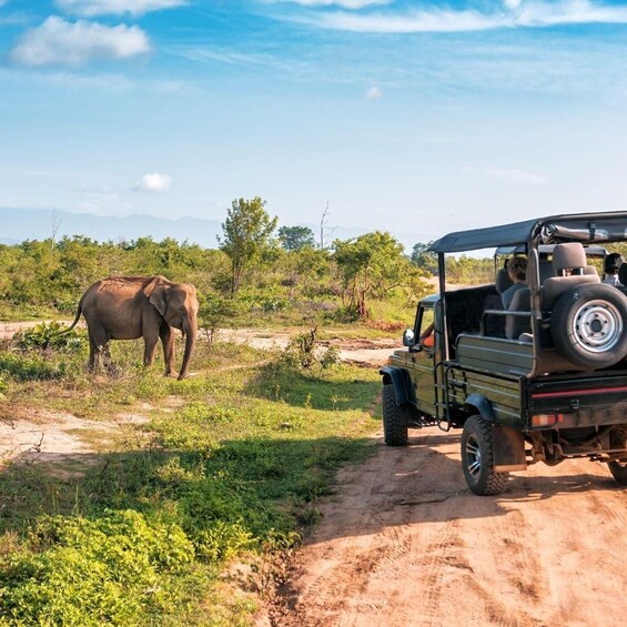 Picture 4 for Activity Bentota: Yala National Park Safari and Galle Fort Day Tour 5