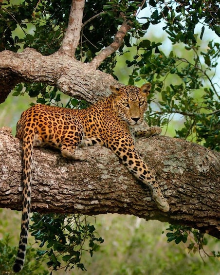 Bentota: Yala National Park Safari and Galle Fort Day Tour 1