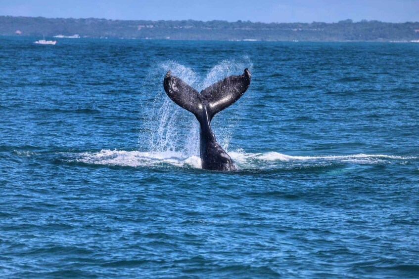 Maputo: Whale Watching, Day Trip 1