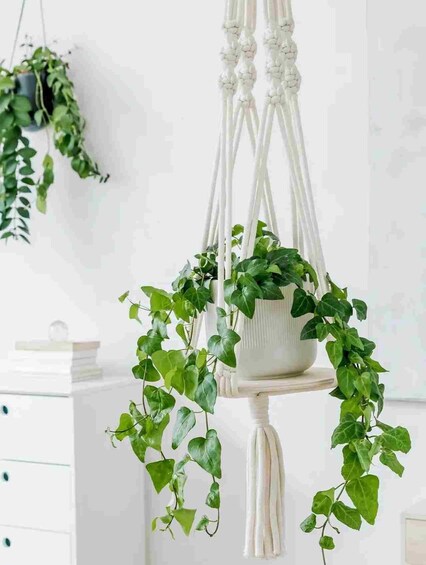 Picture 4 for Activity Leipzig: Macrame Plant Hanger or Hanging Shelf Workshop 2
