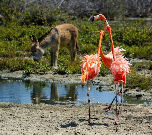Picture 3 for Activity Bonaire Essential Island Tour with Sorobon Beach Break 5