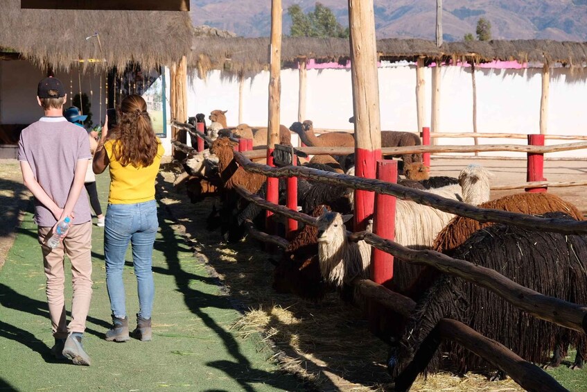People observing llamas in a fenced enclosure with a water body in the background. 2