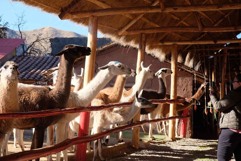 Llamas in a stable with a person feeding them. 1