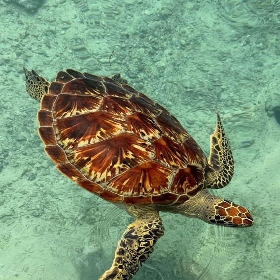 Zanzibar: Salaam Cave Swimming with Turtles Tour 1