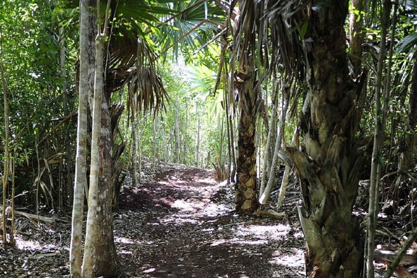 Picture 4 for Activity Playa del Carmen: Jungle Mountain Bike Tour with Cenote 5