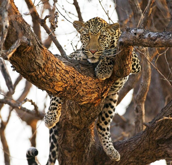 Botswana: Savuti, Khwai, & Moremi 7-Day Mobile Safari 1