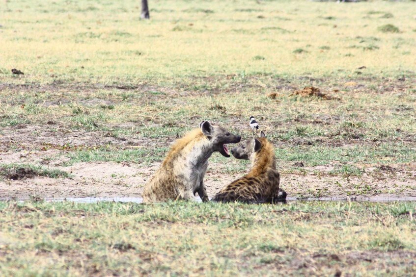 Picture 3 for Activity Botswana: Savuti, Khwai, & Moremi 7-Day Mobile Safari 3