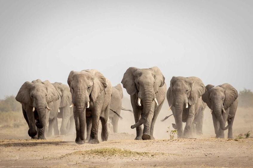 Picture 4 for Activity Botswana: Savuti, Khwai, & Moremi 7-Day Mobile Safari 4