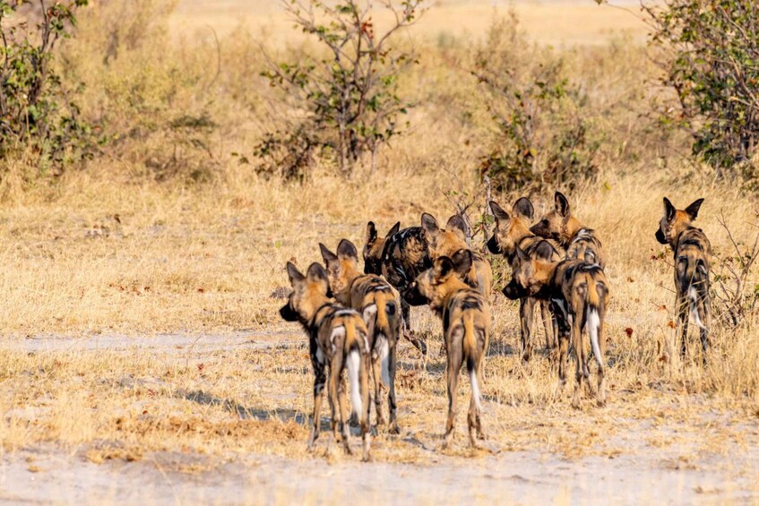 Picture 14 for Activity Botswana: Savuti, Khwai, & Moremi 7-Day Mobile Safari 5
