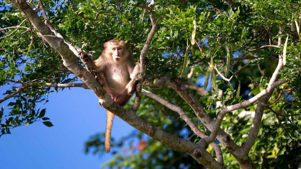 A monkey perched on a tree branch amidst dense foliage. 2