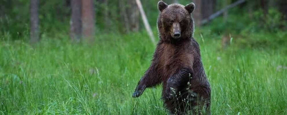 Tallinn: Wild Bear Watching in Forest, Night in Log House 1