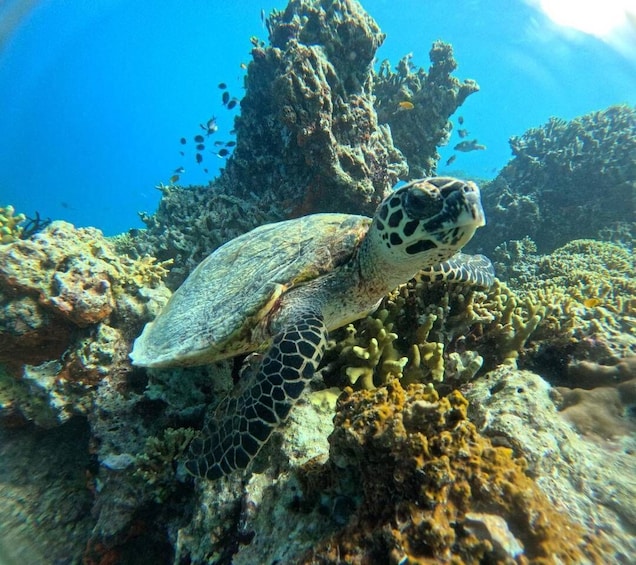 From Banyuwedang: Menjangan Island Snorkel w/ Hotel Pickup 1