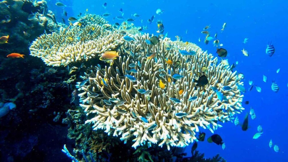 Picture 5 for Activity From Banyuwedang: Menjangan Island Snorkel w/ Hotel Pickup 5