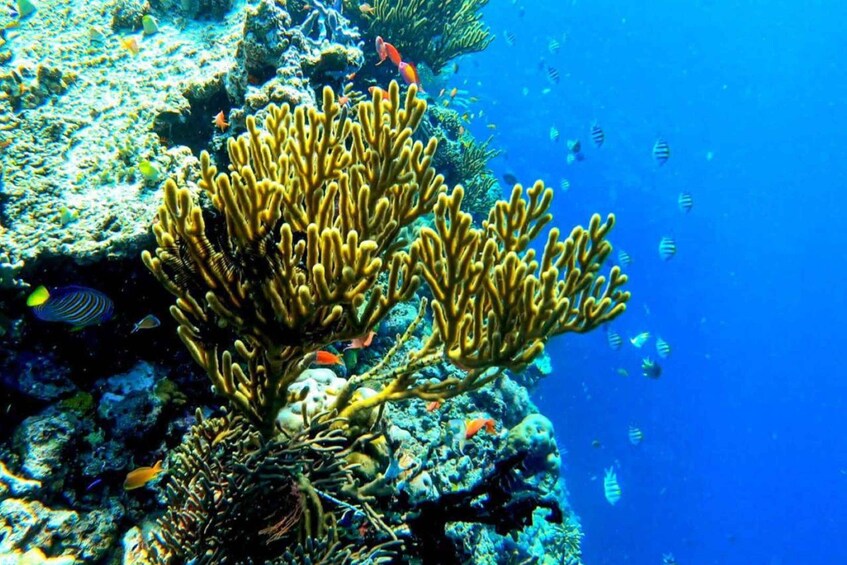 Picture 6 for Activity From Banyuwedang: Menjangan Island Snorkel w/ Hotel Pickup 3