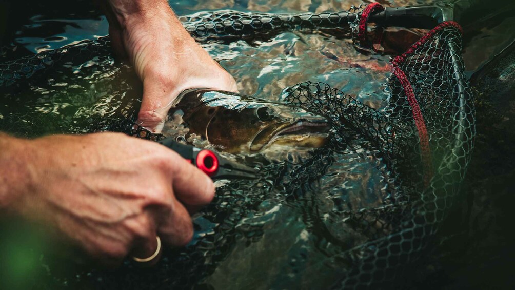 Picture 2 for Activity The Hunt for Wild Brown Trout | Guided Fishing in Norway 3