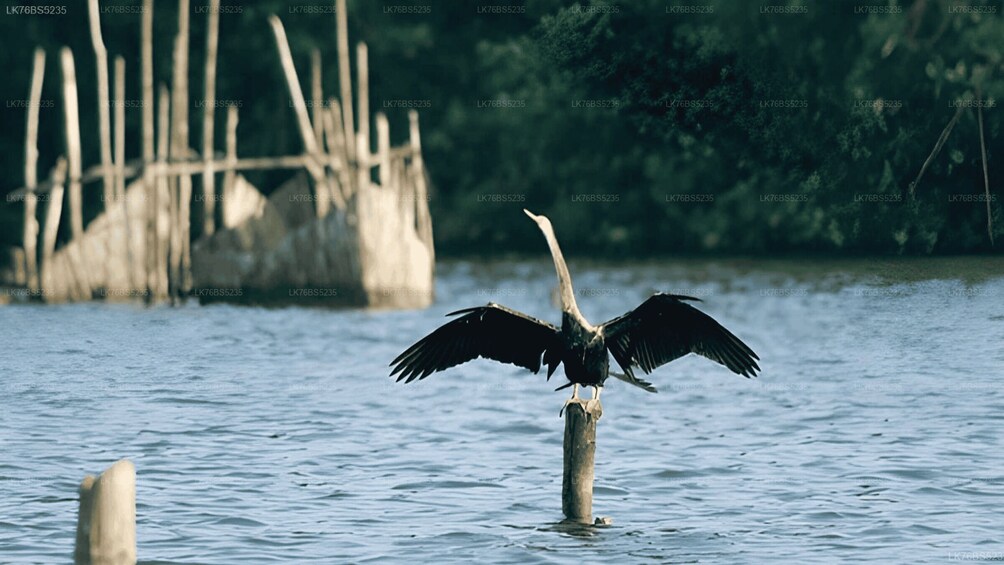 Picture 5 for Activity Mawella: Lagoon Boat Tour with Birdwatching 3