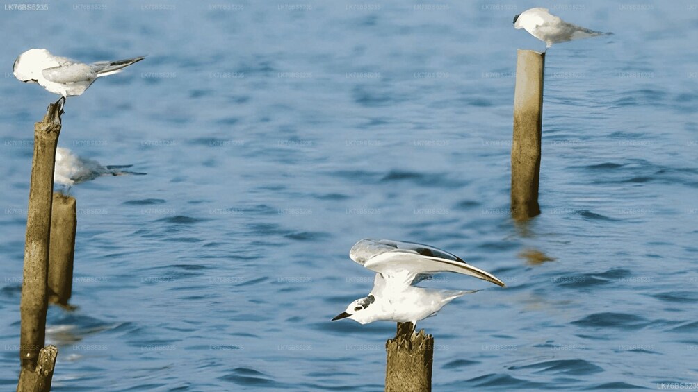 Picture 3 for Activity Mawella: Lagoon Boat Tour with Birdwatching 5