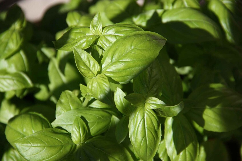 A close-up of fresh basil leaves. 4