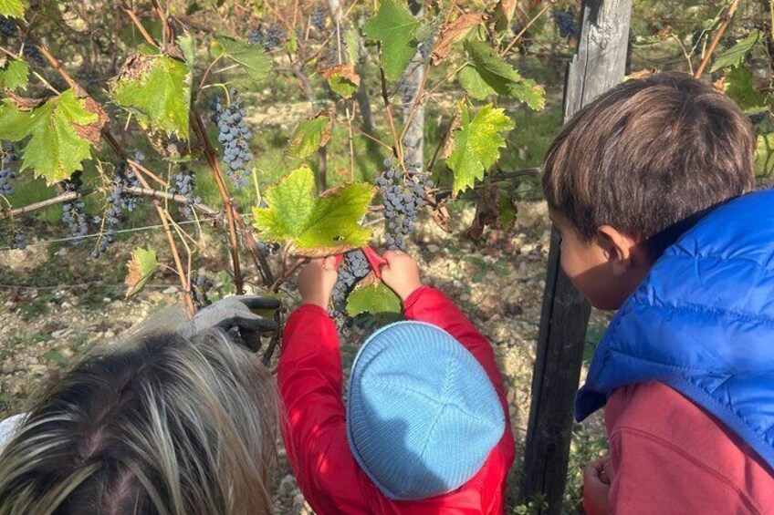 Wine Tasting Experience at Tenute San Fabiano in Arezzo 2